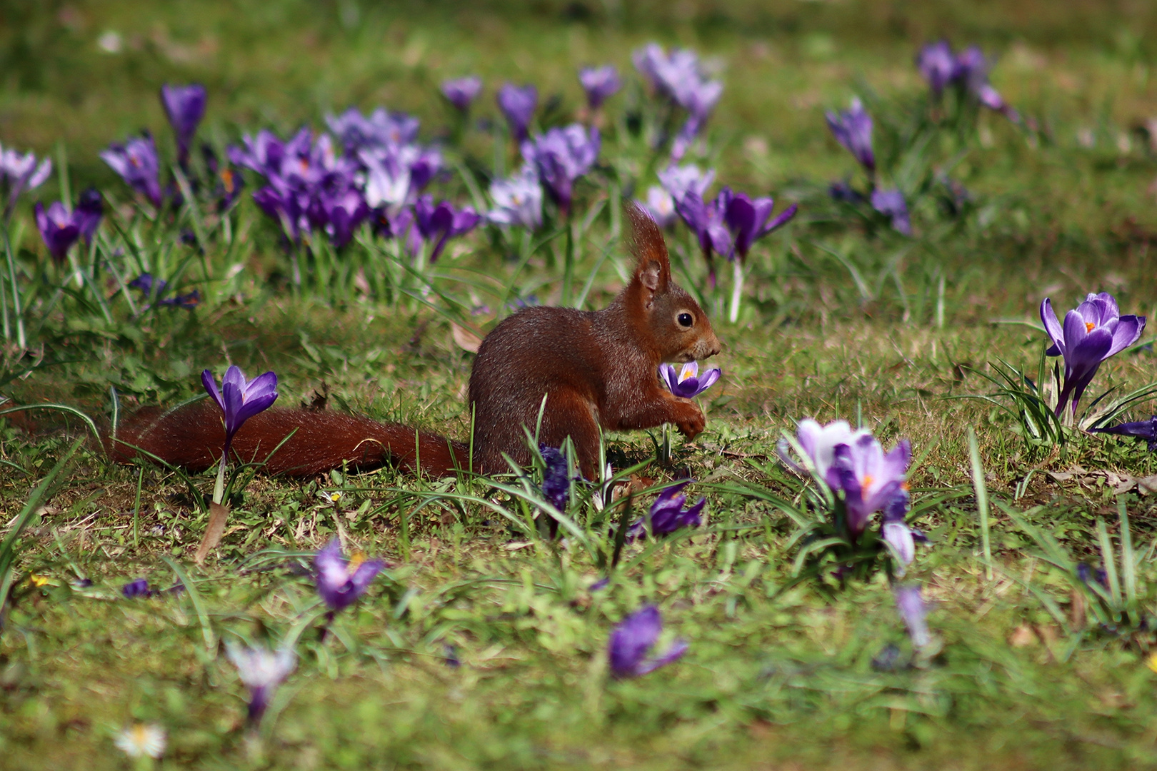 Krokushörnchen 