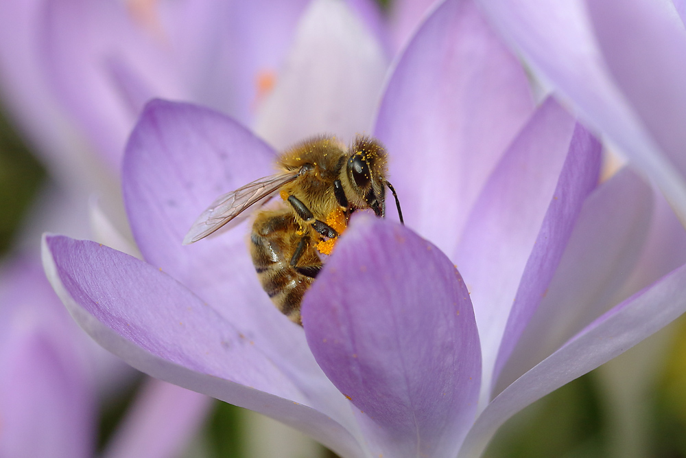 Krokusimpression mit Bienenbesuch