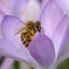 Krokusimpression mit Bienenbesuch