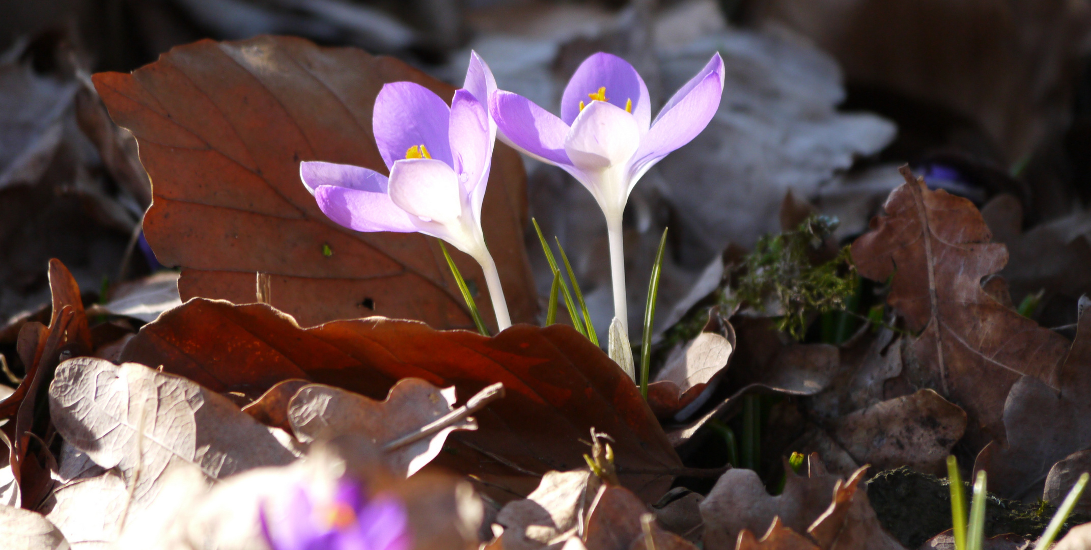 Krokus+Krokus = Frühling