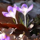 Krokus+Krokus = Frühling