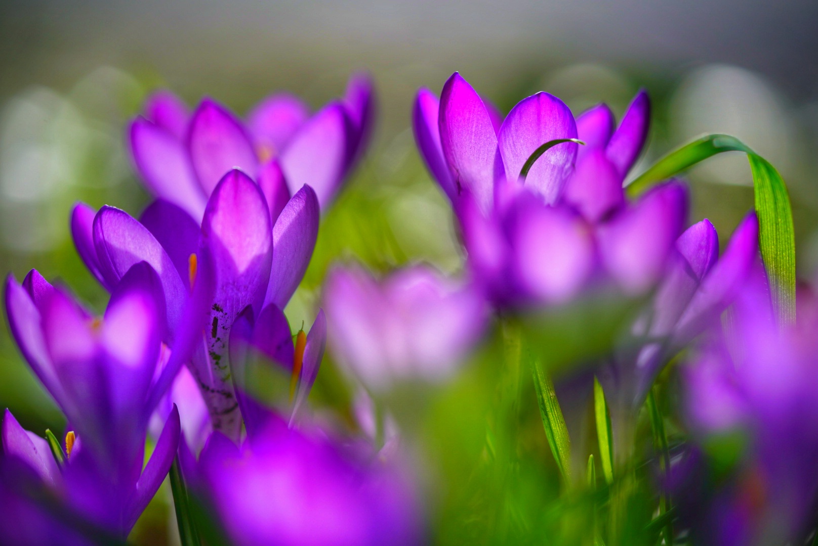 Krokusleuchten Anfang Februar 