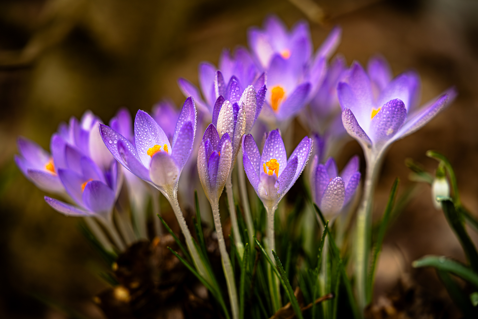 ~ Krokusleuchter II ~