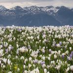 ... Krokusmeer auf der Rodenecker Alm ...