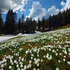 Krokusmeer im Gegenlicht