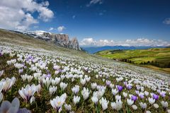 ~ Krokusmeer in Südtirol ~