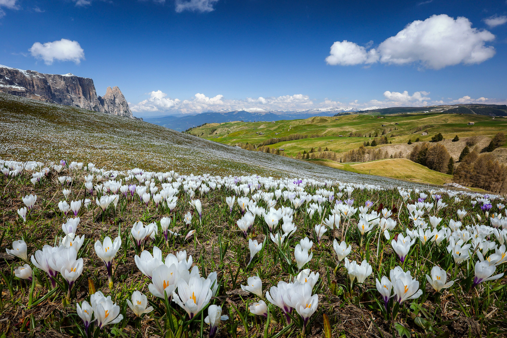 ~ Krokusmeer in Südtirol ~