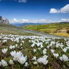 ~ Krokusmeer in Südtirol ~