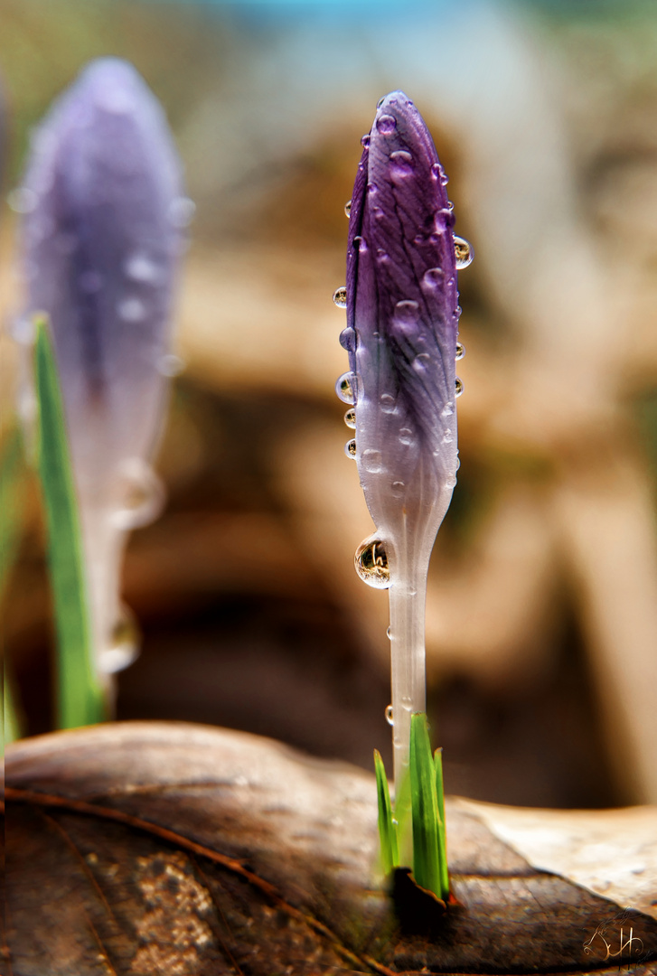 Krokus...mit Tröpfchen