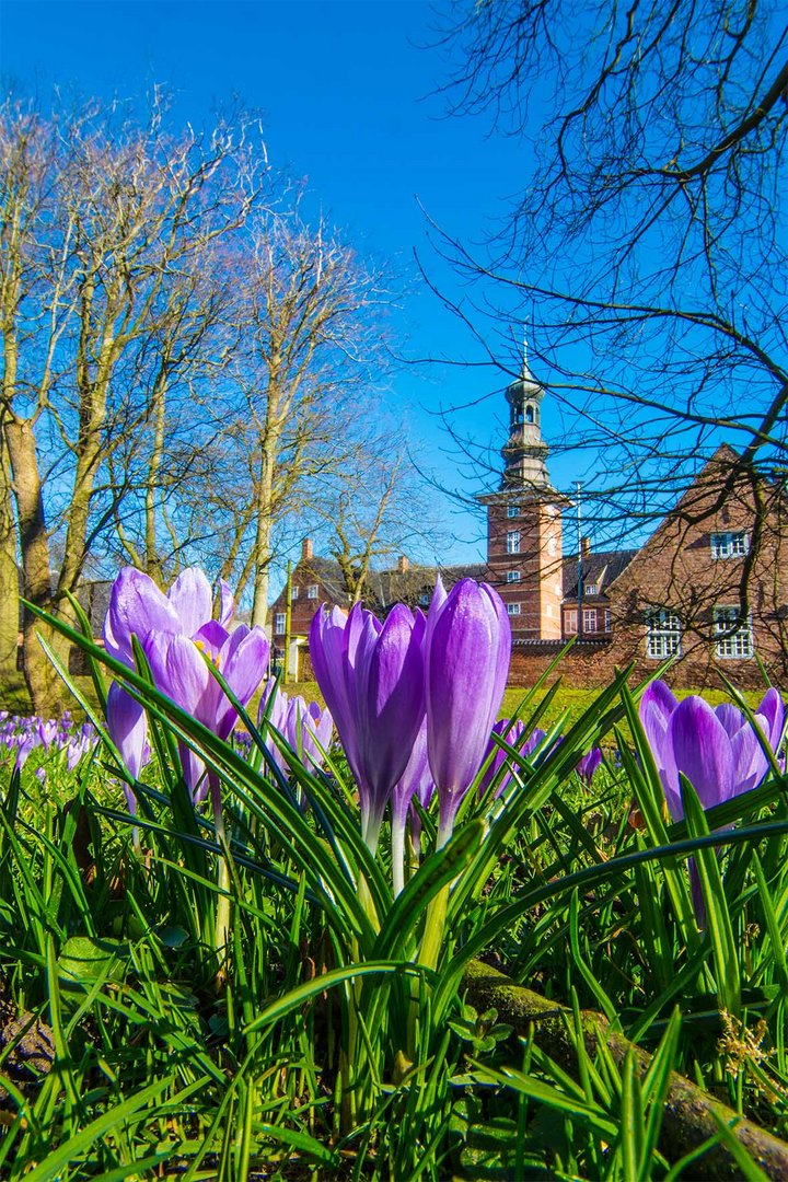 Krokuss-Blüte in Husum 1