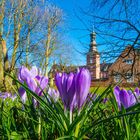 Krokuss-Blüte in Husum 1