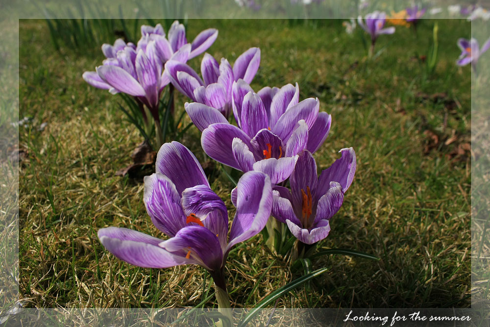 Krokuss-Blüte in unserem Garten