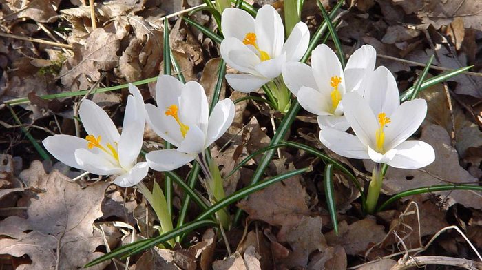 Krokuss Bote des Frühlings