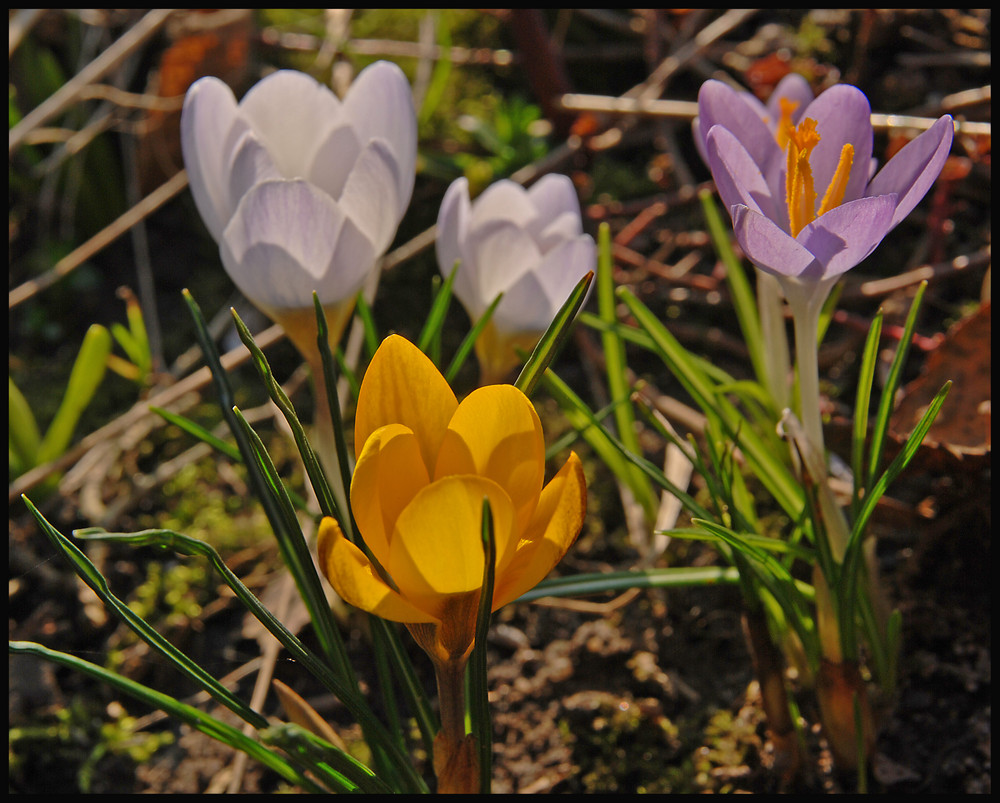 Krokuss Quartet