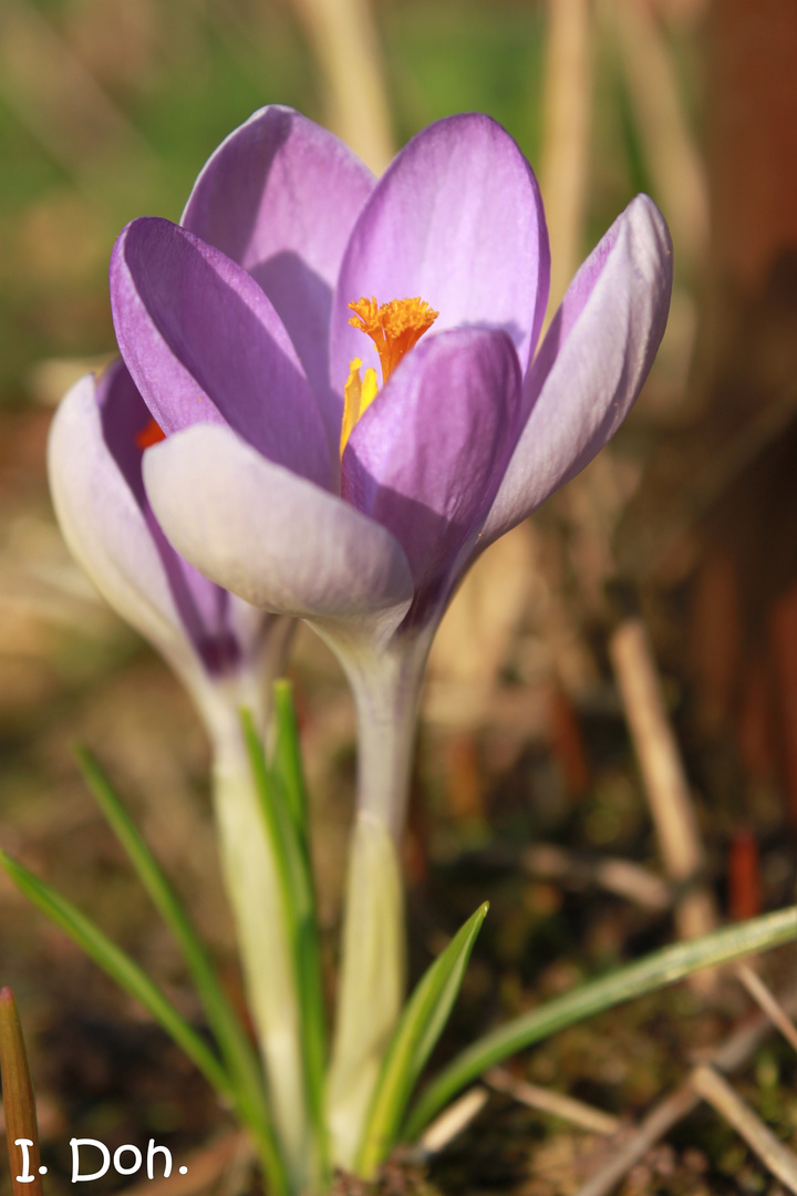 Krokussblüte