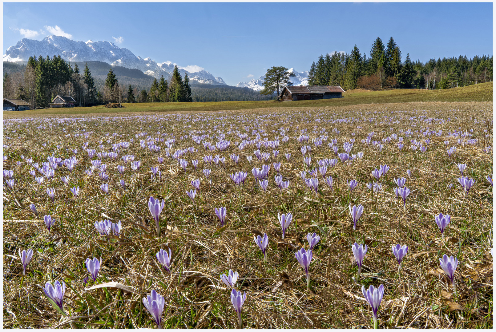 Krokussblüte