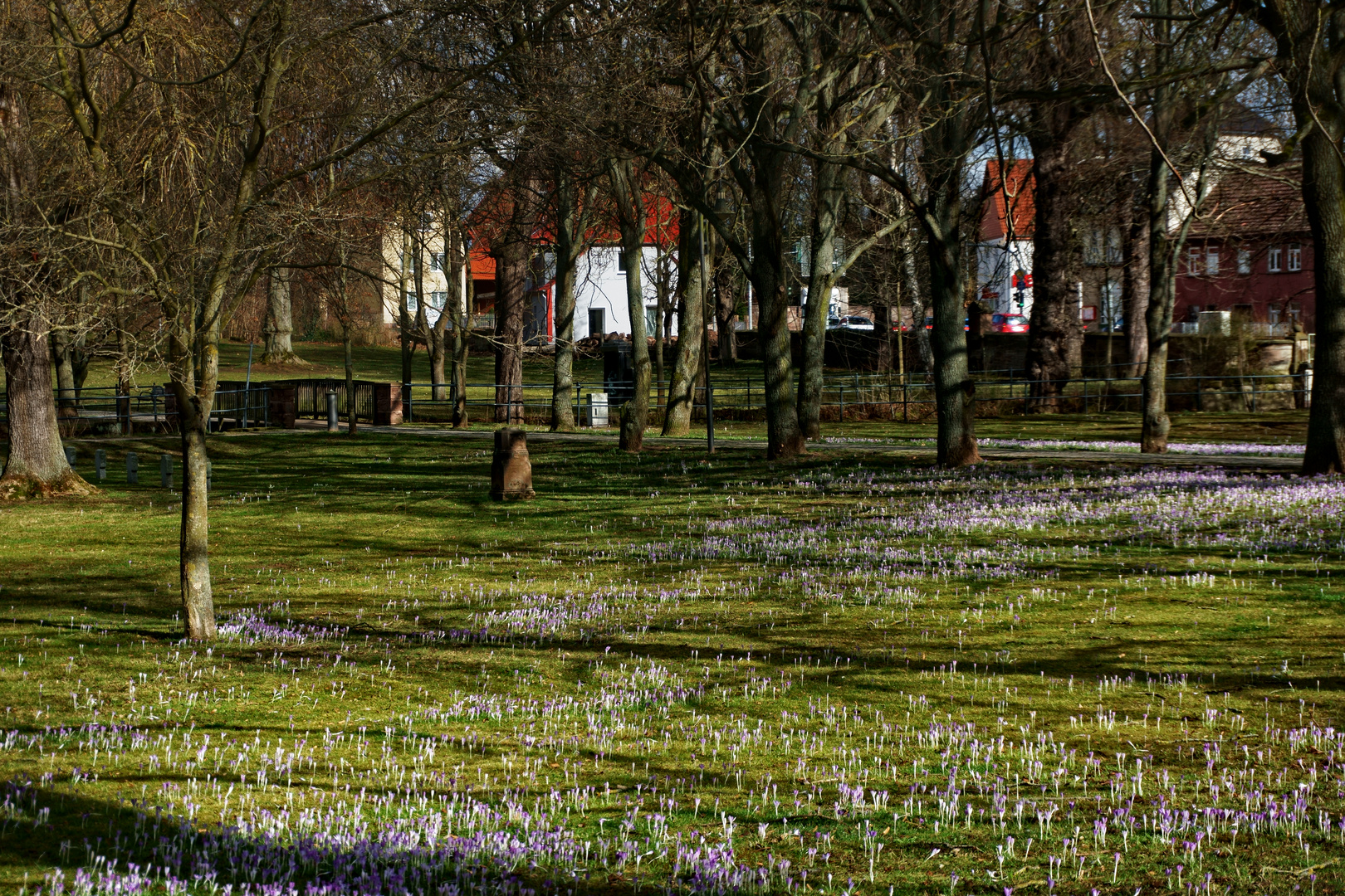 Krokussblüte  auf dem Alten Friedhof  in Heilbad Heiligenstadt im Februar 2020 