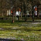 Krokussblüte  auf dem Alten Friedhof  in Heilbad Heiligenstadt im Februar 2020 