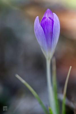 Krokussblüte