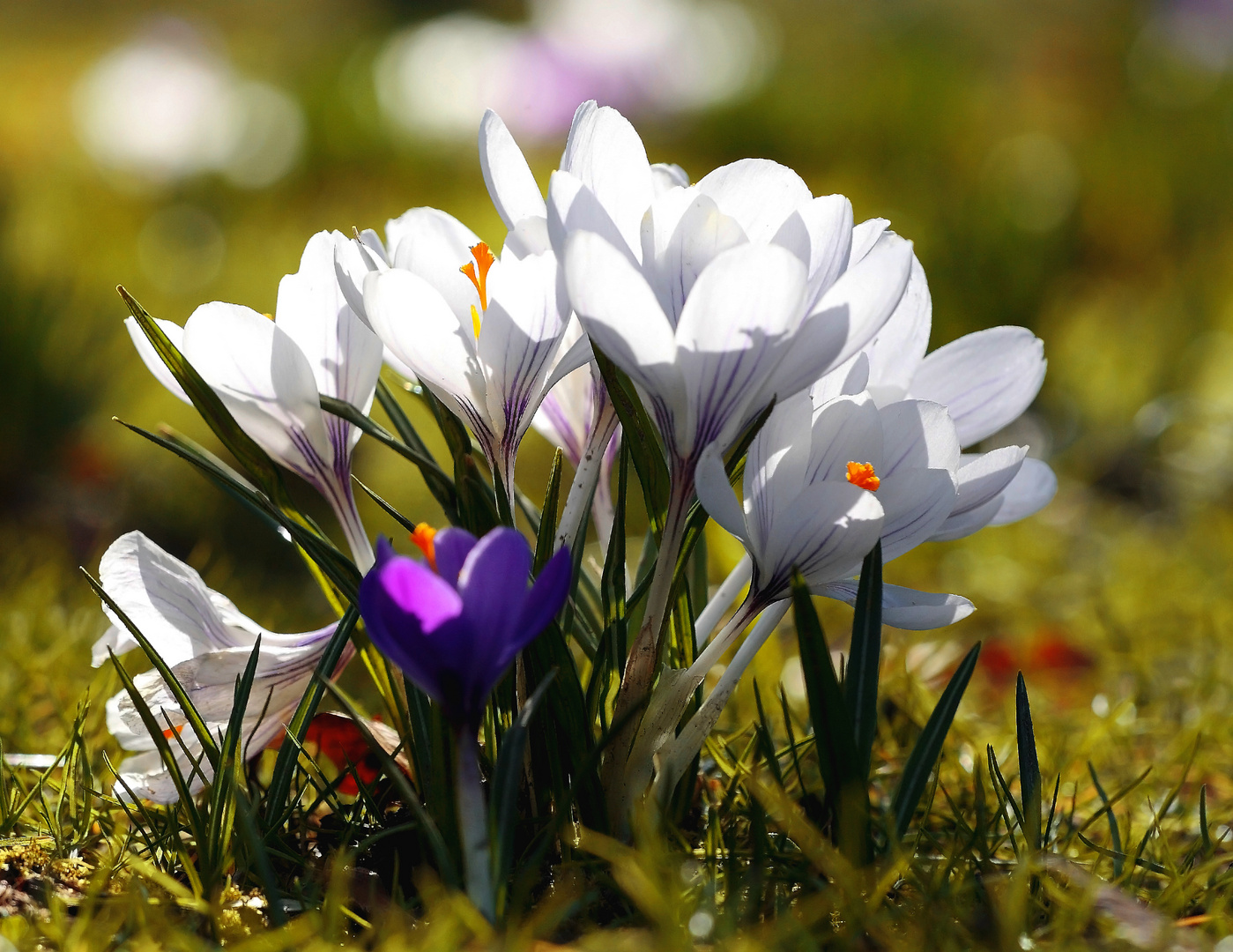 Krokussblüte im März