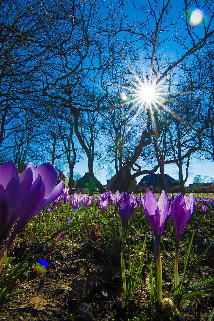 Krokussblüte in Husum -4-