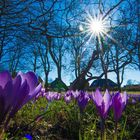 Krokussblüte in Husum -4-