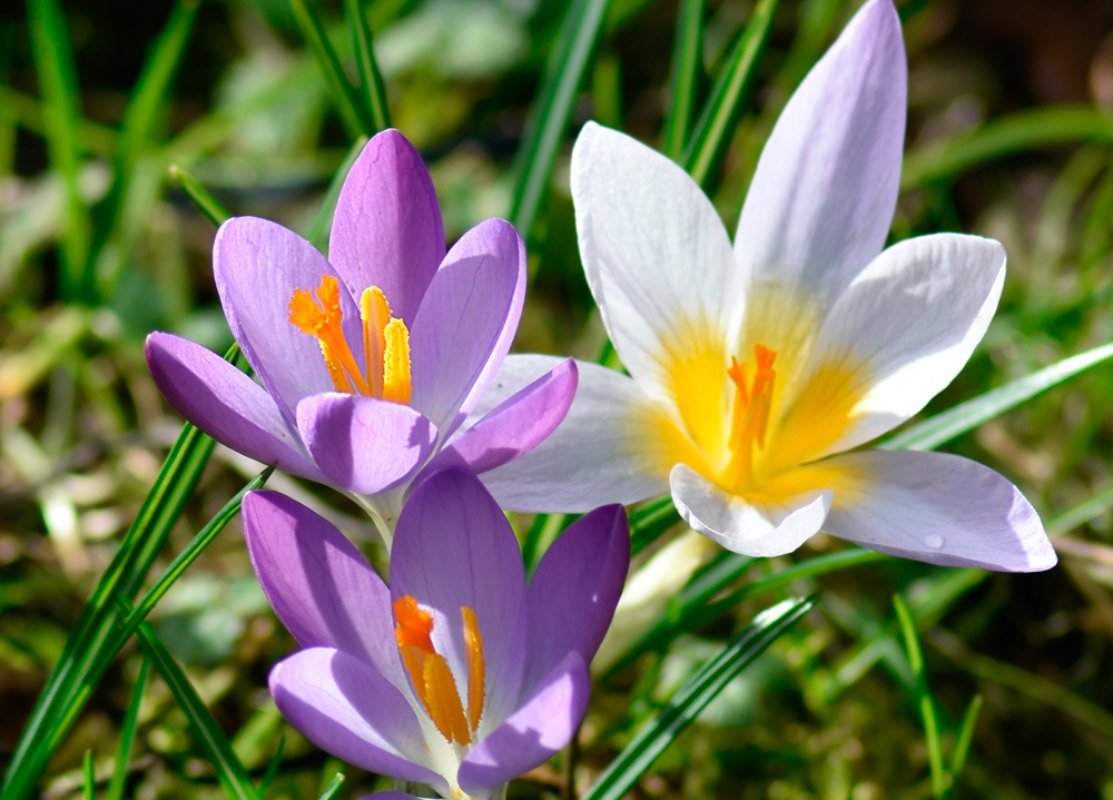 Krokusse Foto & Bild natur, frühlingsblumen, pflanzen Bilder auf