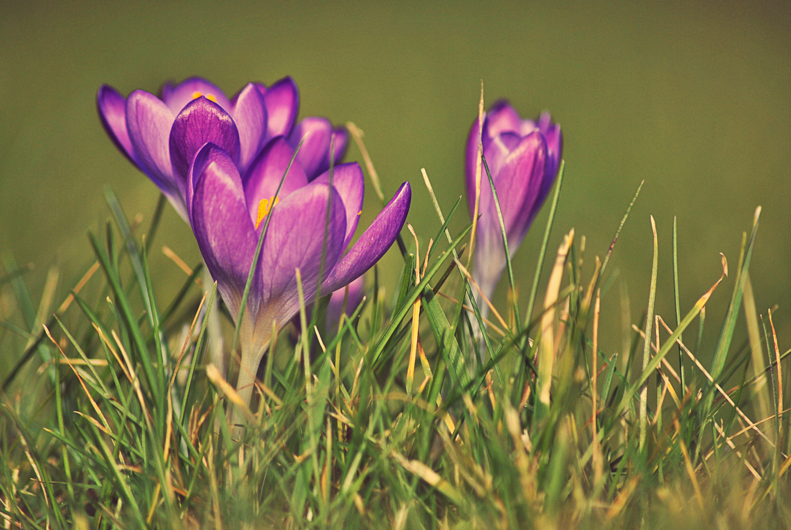 Krokusse Foto & Bild pflanzen, pilze & flechten, blüten