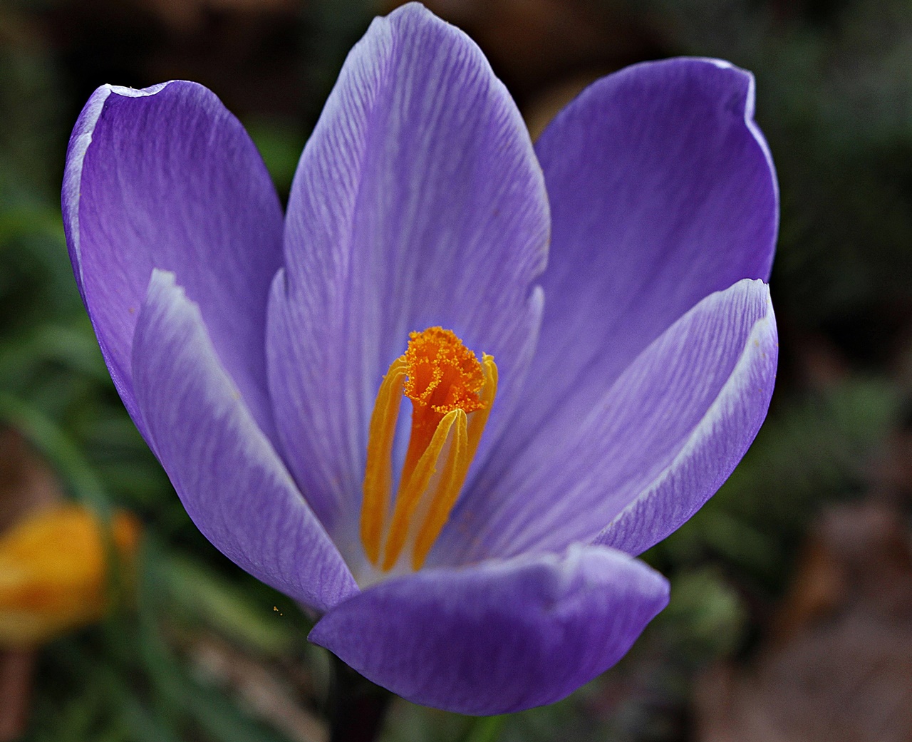 " Krokusse " ( 1) Foto & Bild natur, macro, blumen Bilder auf