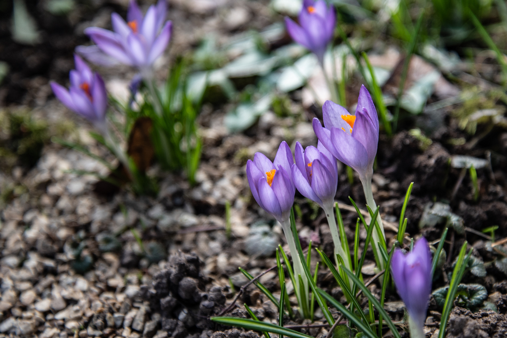 Krokusse Foto & Bild jahreszeiten, winter, pflanzen Bilder auf