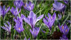 Krokusse