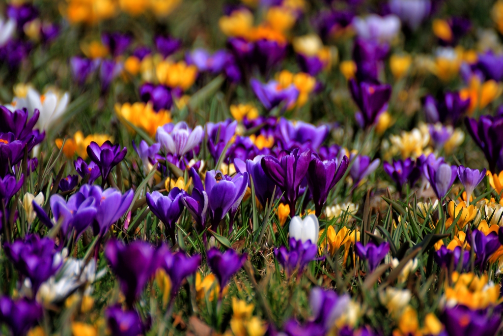 Krokusse Foto & Bild pflanzen, pilze & flechten, blüten