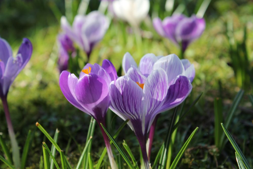 Krokusse von LadyTi 