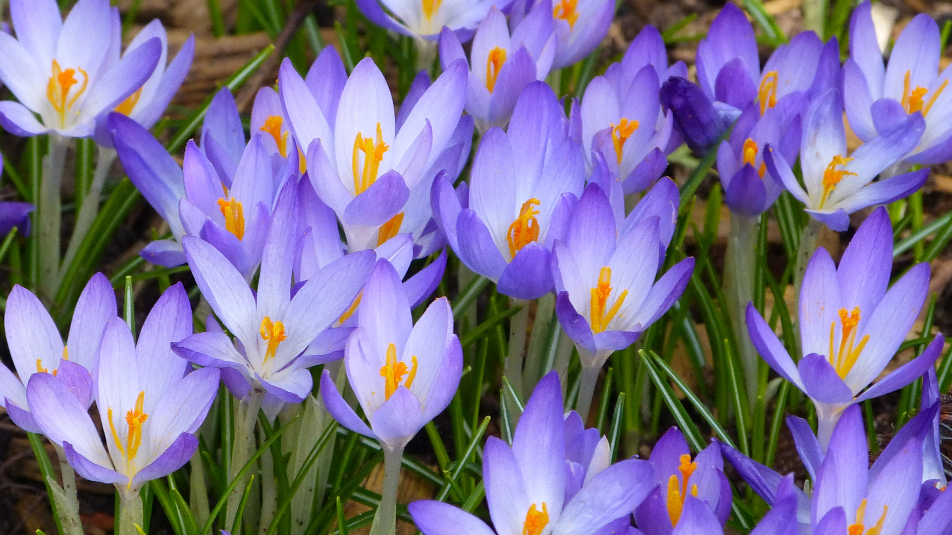 Krokusse 4 Foto & Bild pflanzen, pilze & flechten, blumen, natur