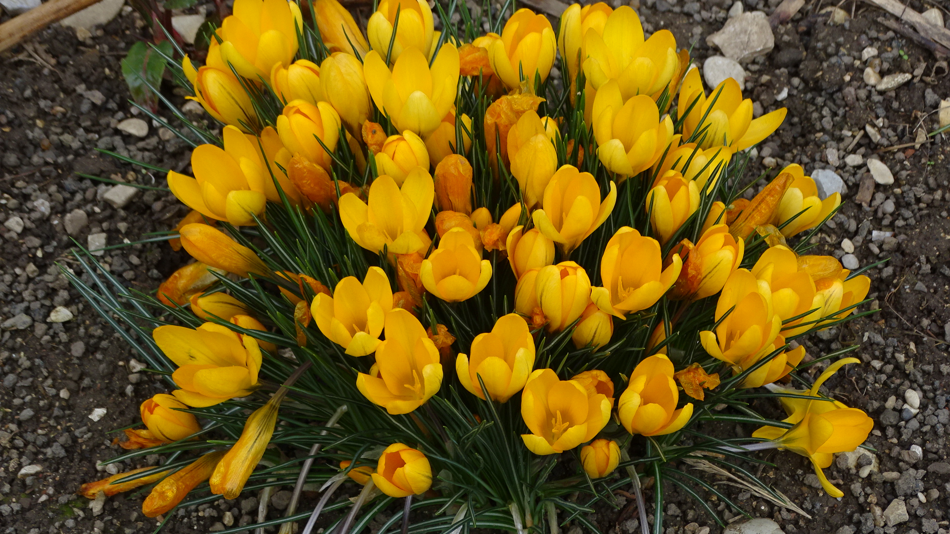 Krokusse