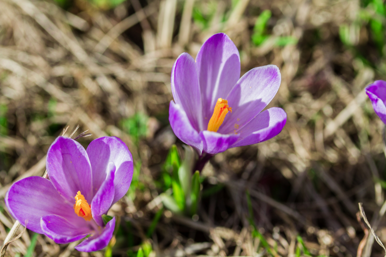 Krokusse Foto & Bild pflanzen, pilze & flechten, blüten