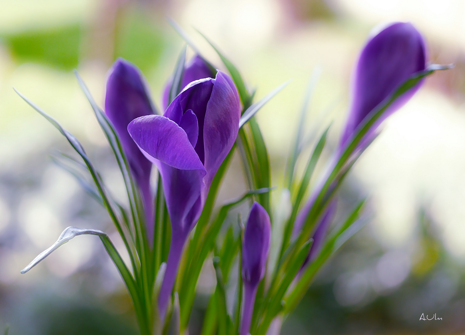 "Krokusse " Foto & Bild pflanzen, pilze & flechten, blüten