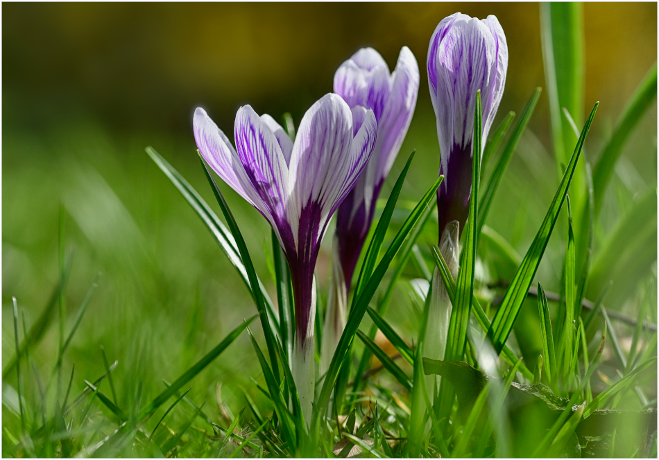 Krokusse Foto & Bild pflanzen, pilze & flechten, blüten