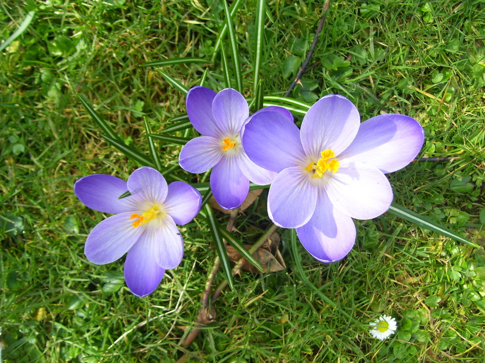 Krokusse