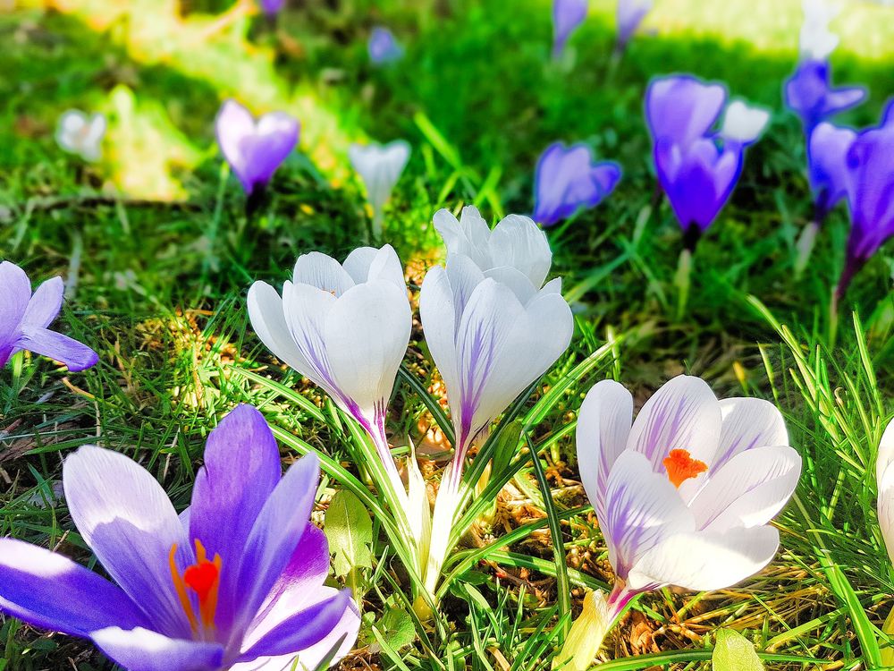 39+ Krokusse Pflanzen Bilder, Laden sie die perfekten bilder zum