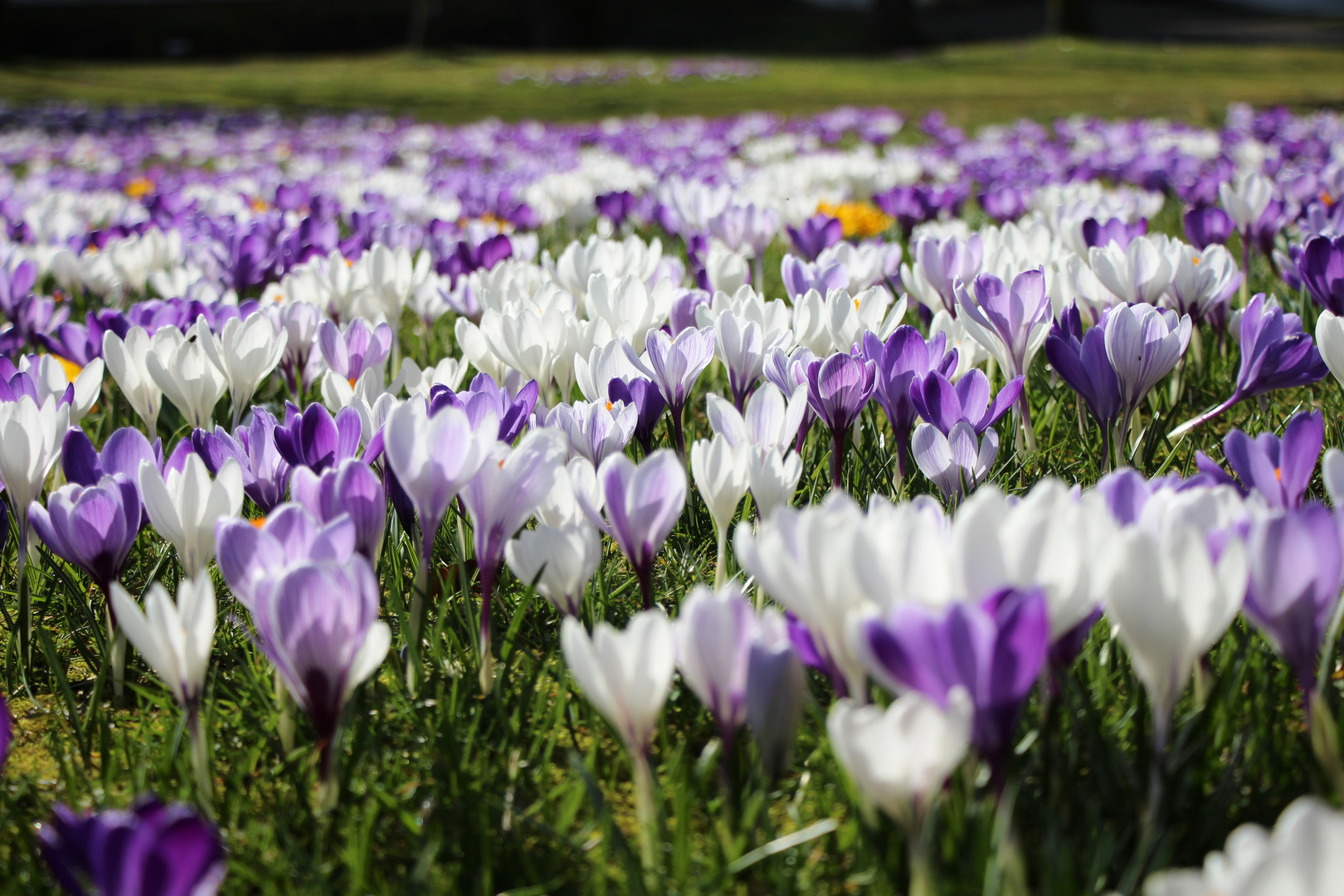 Krokusse Foto & Bild pflanzen, pilze & flechten, blüten
