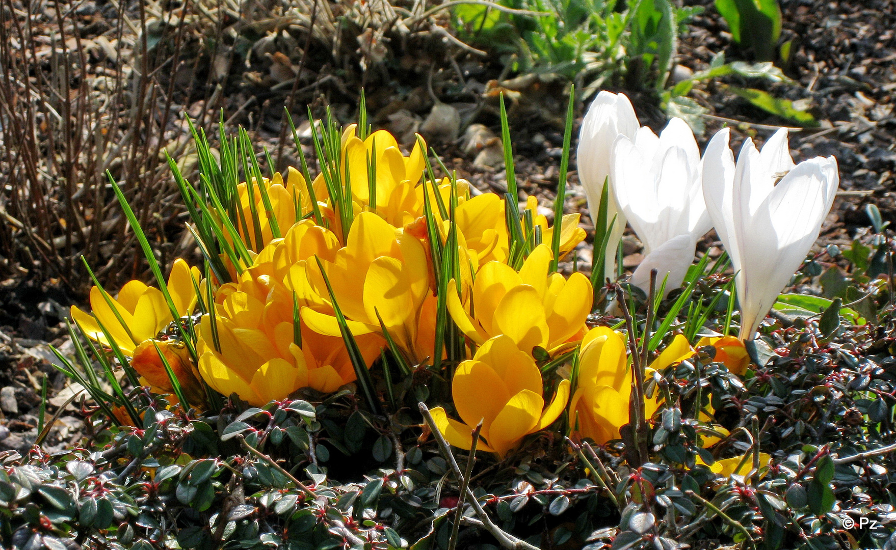 Krokusse als Frühblüher ...