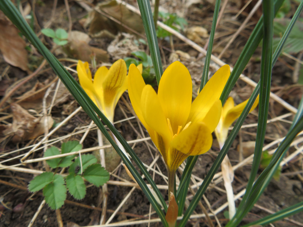 Krokusse als Mittwochsblümchen