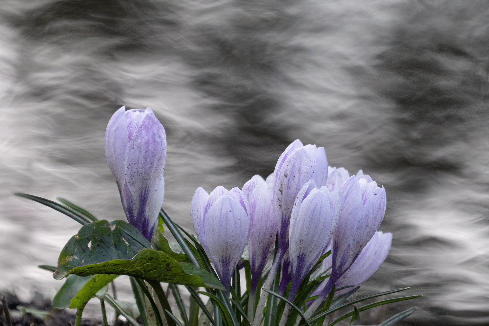 Krokusse am Bach