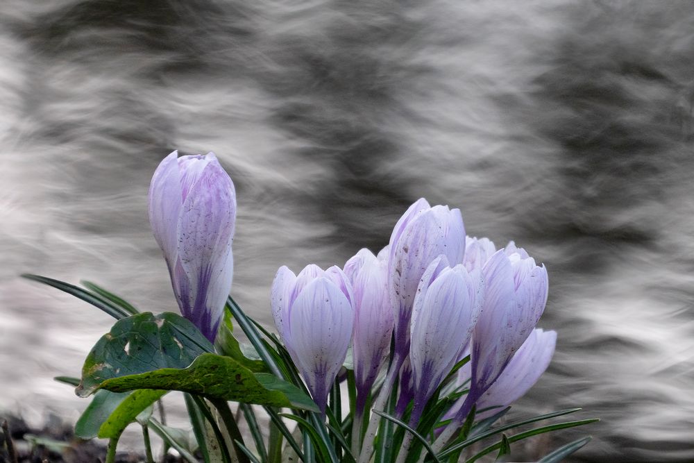 Krokusse am Bach