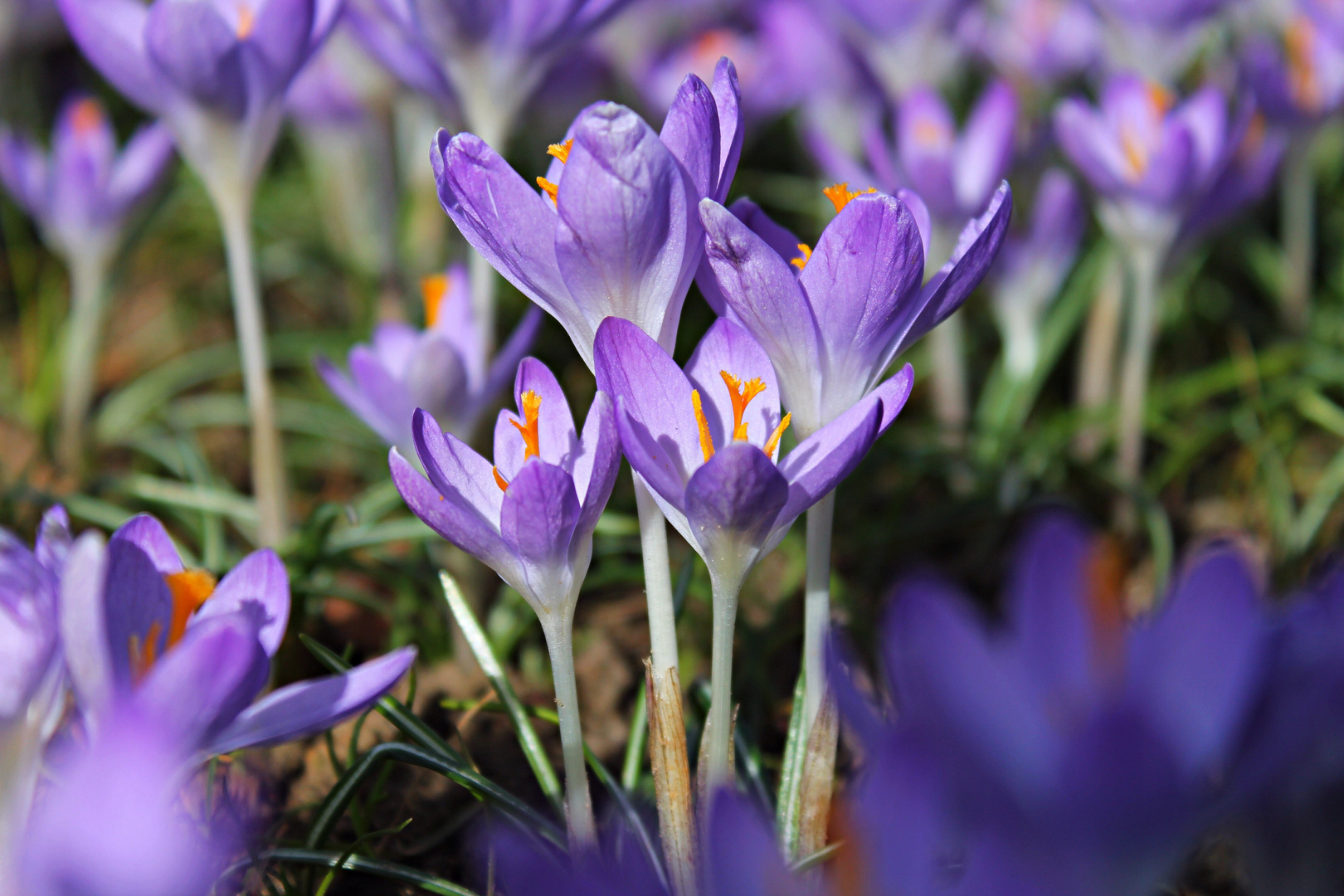 Krokusse am Dortmunder "U"