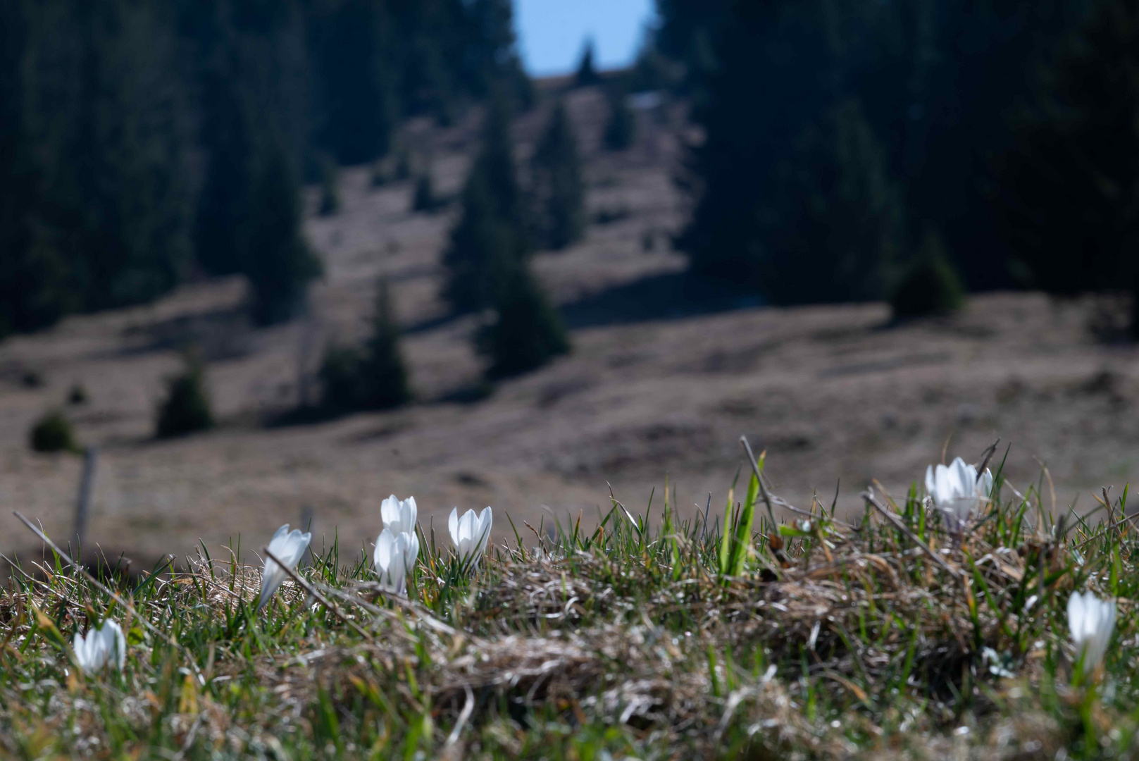 Krokusse am Dreiländereck