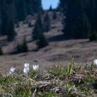 Krokusse am Dreiländereck