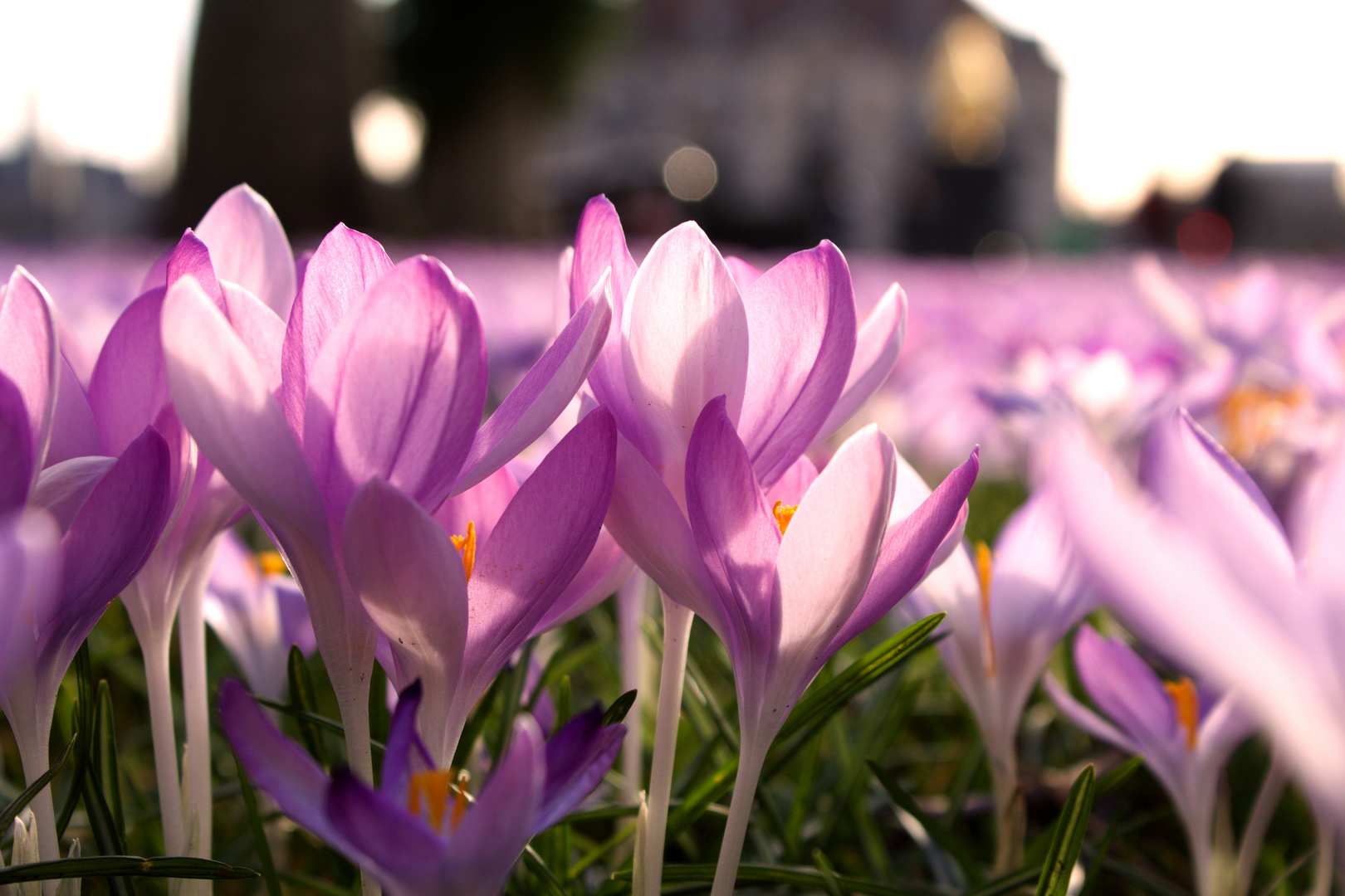 Krokusse am Goldenen Reiter