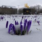 Krokusse am Goldenen Reiter - mit Schnee